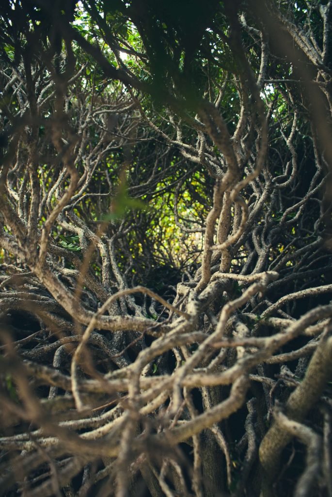 A mangrove filled with vines and roots that are all tangled up together. 